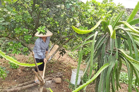 Bước đột phá trong chuyển đổi cây trồng trên đất dốc