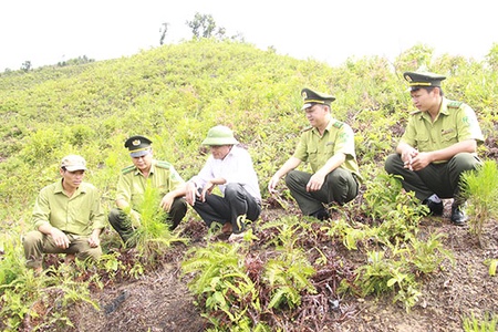 Giúp người dân sống bằng nghề rừng   