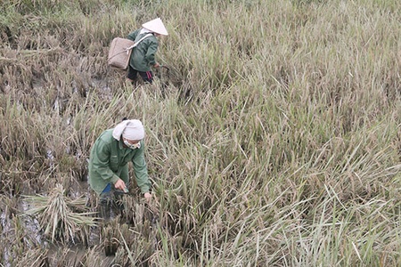 Tập trung hỗ trợ nông dân Phù Yên khôi phục sản xuất   