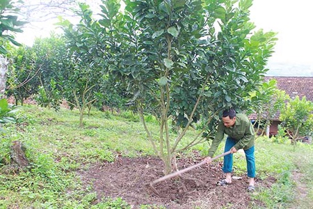 Tiếp sức cho nông dân phát triển kinh tế