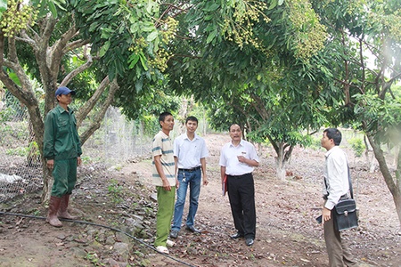 Cho vay nông nghiệp, nông thôn theo Nghị định số 55: Cần phối hợp tháo gỡ vướng mắc