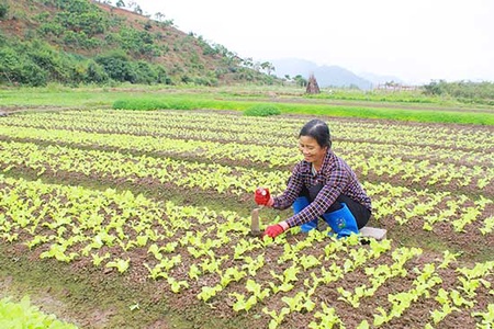 Mường Sang phát triển rau vụ đông