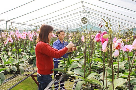 Mô hình sản xuất nông nghiệp ứng dụng công nghệ cao hiệu quả