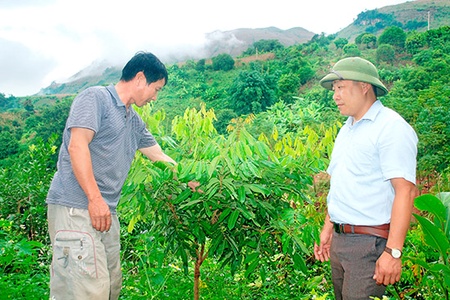 Chiềng Hắc chuyển đổi cây trồng trên đất dốc