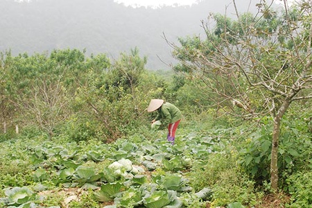 Phát triển kinh tế từ trồng cây ăn quả kết hợp rau màu   