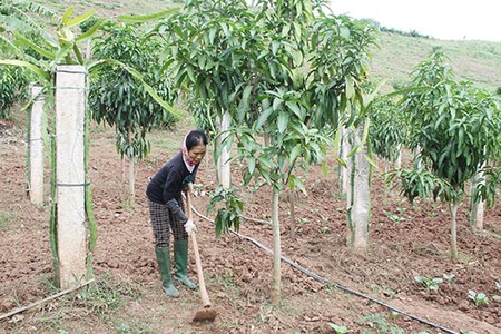 Thực hiện tốt chính sách hỗ trợ cải tạo vườn tạp và trồng cây ăn quả