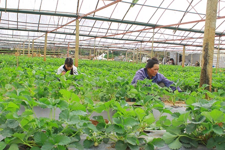 Greenfarm Mộc Châu - Sản xuất rau an toàn