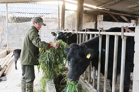 Xã Vân Hồ chú trọng phát triển đàn bò sữa