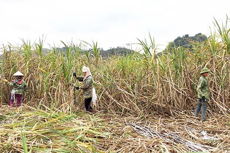 Mối liên kết giữa doanh nghiệp với nông dân ngày càng khăng khít