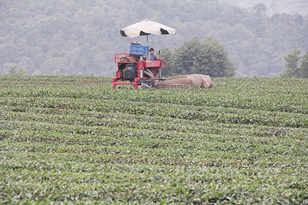 Phát triển nông nghiệp công nghệ cao gắn với du lịch