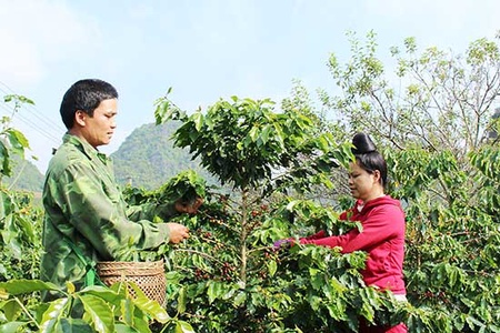 Cà phê hữu cơ - hướng phát triển bền vững