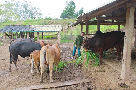 Mộc Châu phòng, chống rét cho gia súc