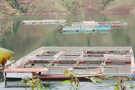 Quỳnh Nhai phát huy tiềm năng, thế mạnh sản xuất nông nghiệp   