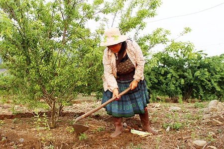 Tạo vùng nguyên liệu cho Nhà máy chế biến quả và đồ uống hoa quả công nghệ cao