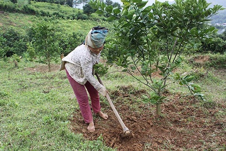 Toàn tỉnh: Ghép cải tạo giống mới trên 6.060 ha cây ăn quả