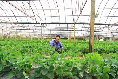 Bước đột phá trong sản xuất nông nghiệp ứng dụng công nghệ cao