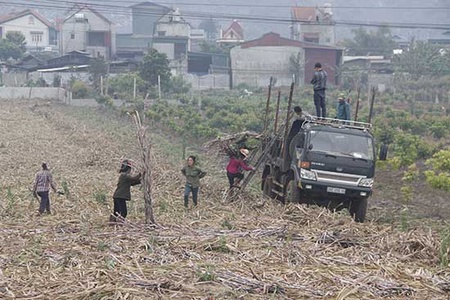 Đồng hành cùng người trồng mía