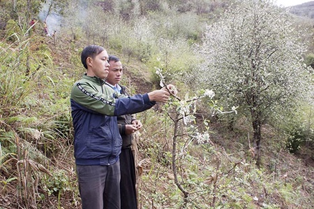 Cây sơn tra trên vùng cao Xím Vàng
