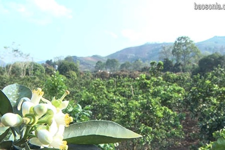 Hương bưởi tháng ba