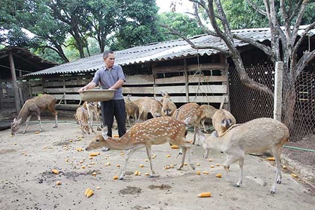 Cựu chiến binh làm giàu từ nuôi hươu sao