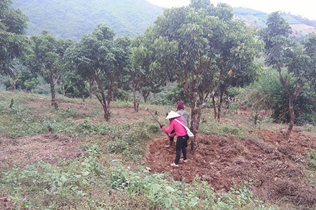 Sông Mã chú trọng phát triển kinh tế vườn đồi