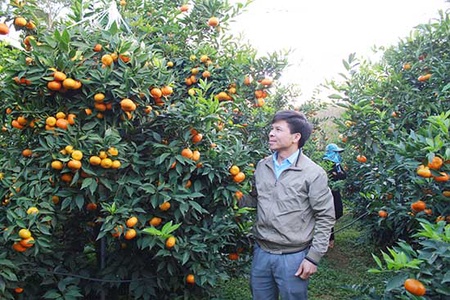 Mộc Châu chú trọng xây dựng thương hiệu nông sản