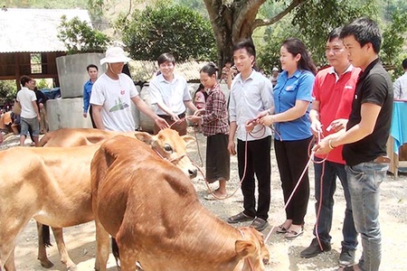 Trao 30 con bò giống cho nhân dân vùng bị thiên tai