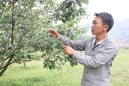 Phiêng Khoài tích cực chuyển đổi cơ cấu cây trồng