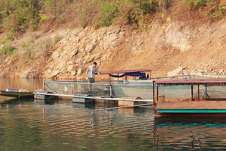 Bảo vệ, phát triển nguồn lợi thủy sản trên lòng hồ thủy điện Sơn La