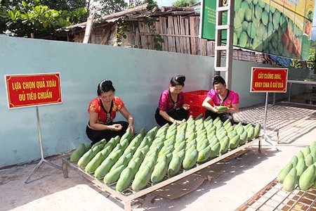 Hình thành vùng sản xuất hàng hóa tập trung