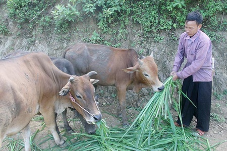 Dự án giảm nghèo giai đoạn II ở Phù Yên: Nâng cao đời sống cho người dân  các xã vùng khó khăn
