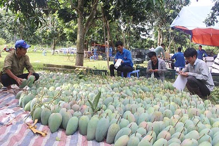 Mường La: Chuẩn bị xuất khẩu 16 tấn xoài