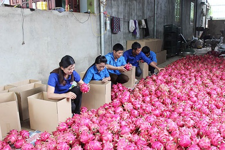 Mai Sơn: Xuất khẩu 12 tấn thanh long ruột đỏ