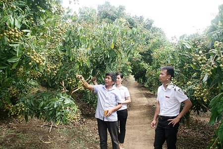 Tập trung tiêu thụ, xuất khẩu các loại quả niên vụ 2018