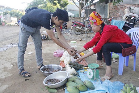 Mùa săn ve sữa ở Mai Sơn