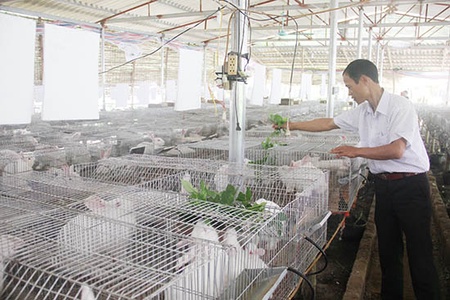 Mô hình nuôi giống thỏ New Zealand ở Chiềng La