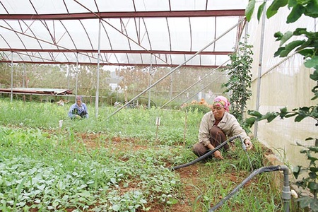 Bước tiến trong sản xuất nông nghiệp ở Đông Sang