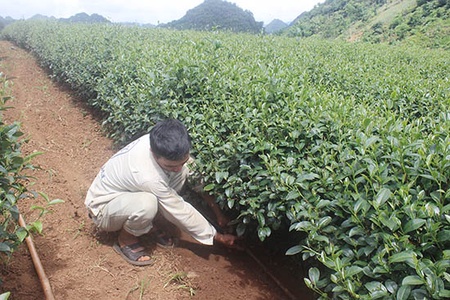 Ứng dụng công nghệ trong sản xuất nông nghiệp