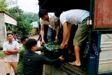 Mường La xuất khẩu 15 tấn nhãn