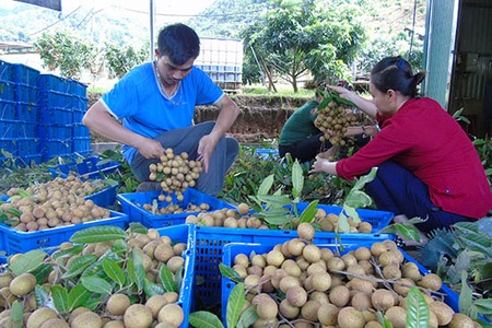 Bắc Yên: Thu mua 9,8 tấn nhãn xuất khẩu