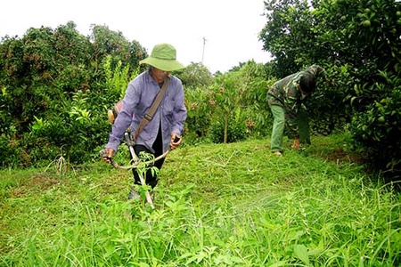 Vào HTX nông dân thu nhập trên 120 triệu/năm