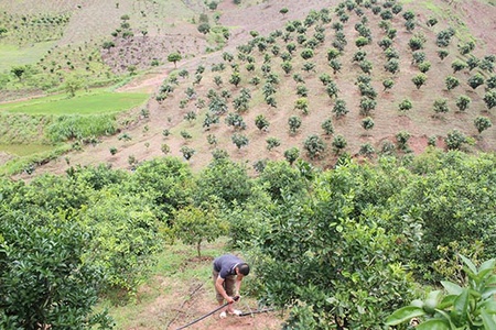 Đưa công nghệ tưới nhỏ giọt Israel lên đất dốc