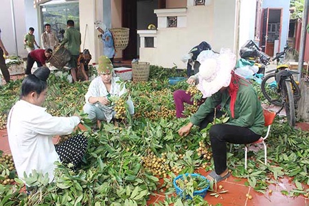 Mường La vào mùa nhãn