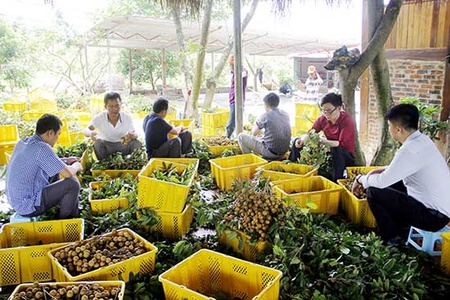 Mai Sơn: Xuất khẩu 20 tấn nhãn sang thị trường Mỹ