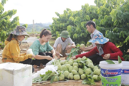 Gắn kết giữa sản xuất và tiêu thụ sản phẩm