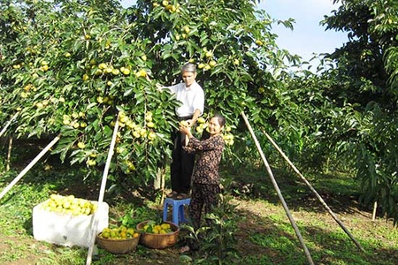 “Nhà khoa học chân đất” trên cao nguyên Mộc Châu