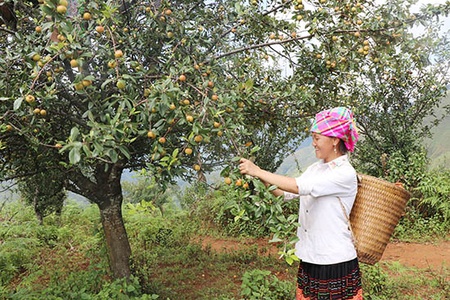 Mường La mở rộng diện tích cây sơn tra