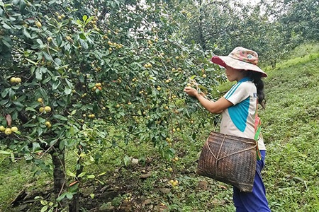 Tìm đầu ra cho quả sơn tra ở các xã vùng cao Thuận Châu