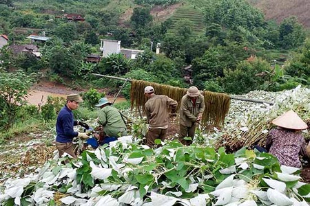 Cây gai xanh ở Quy Hướng
