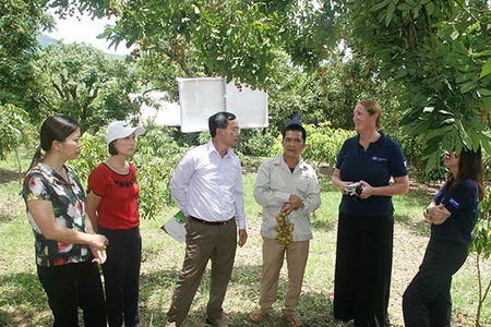 Quảng bá, xúc tiến tiêu thụ và đẩy mạnh xuất khẩu nông sản của tỉnh Sơn La: Bài 1: Mùa nhãn ngọt